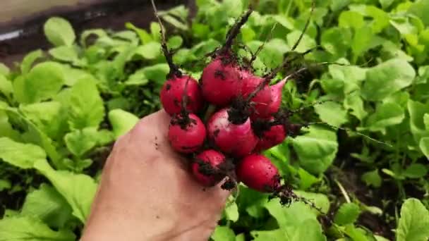 Séquences Recadrées Homme Tenant Radis Tas Sur Jardin — Video