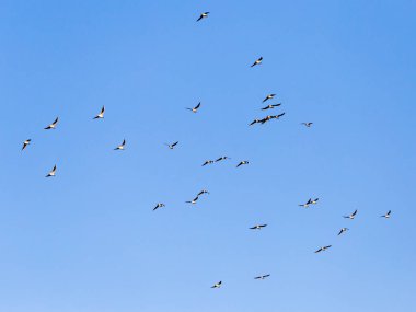 Mavi gökyüzüne karşı bir martı sürüsü .