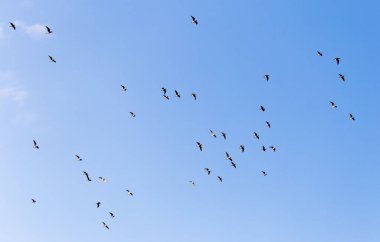 Mavi gökyüzüne karşı bir martı sürüsü .