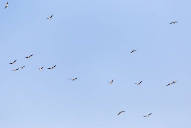 Mavi gökyüzüne karşı bir martı sürüsü .