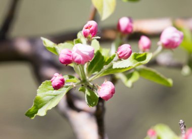 Doğadaki elma ağacında güzel çiçekler .