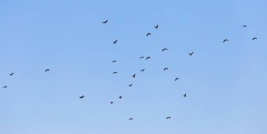 Mavi gökyüzüne karşı bir martı sürüsü .