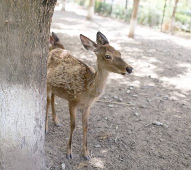 Hayvanat bahçesindeki güzel geyiğin yakın çekimi.