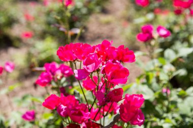Doğadaki güzel kırmızı çiçek. Doğadaki parkta.