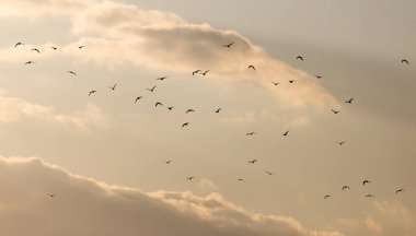 Gün batımında gökyüzünde bir martı sürüsü .