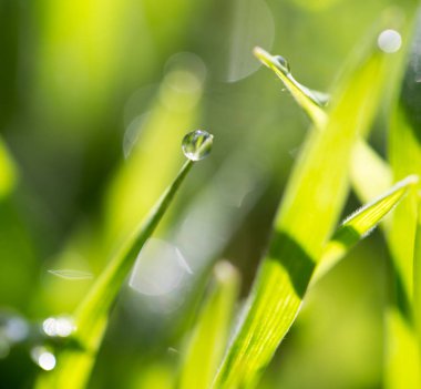 Yeşil çimlerin üzerindeki çiy damlalarının yakın plan görüntüsü