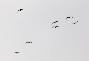 Gün batımında gökyüzünde bir martı sürüsü .