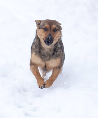 Köpek kışın dışarıda koşuyor. Doğadaki parkta.