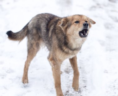 Kışın köpek havlıyor. Doğadaki parkta.