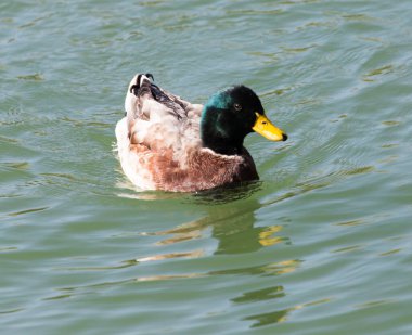 Doğadaki gölde ördek .