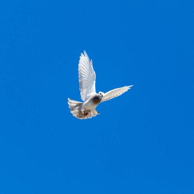 Mavi gökyüzüne karşı uçan bir güvercin .