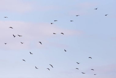 Gökyüzünde bir kuş sürüsü .
