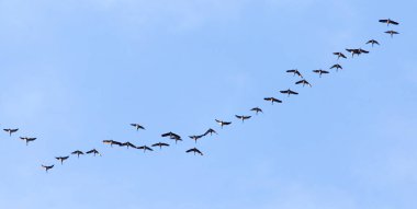 Güneyde mavi gökyüzüne uçan kuğu sürüsü. .