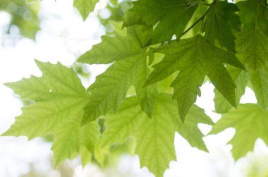 Doğada yeşil akçaağaç yapraklarının yakın plan çekimi.