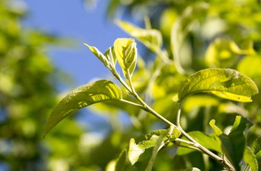 Ağaçtaki yaprakları mavi gökyüzüne yakın çekim