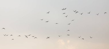 Gün batımında gökyüzünde bir martı sürüsü .