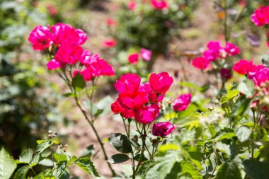 Doğadaki güzel kırmızı çiçek. Doğadaki parkta.