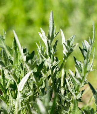 Arka planda yeşil dikenli çimenler .