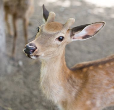 Hayvanat bahçesindeki güzel geyiğin yakın çekimi.
