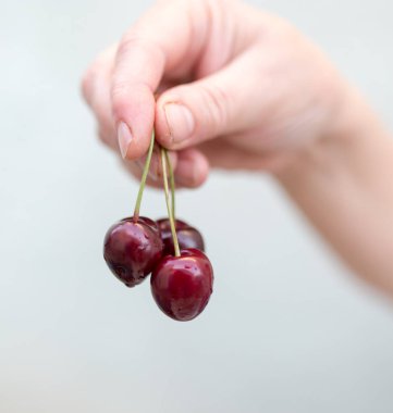 Elinde olgun kirazlar var. Doğadaki parkta.