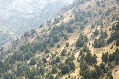 Dağ yamaçlarında kozalaklı ağaçlar. Doğadaki parkta.