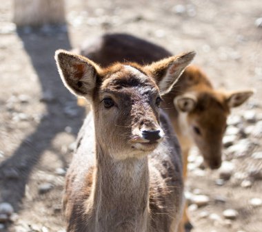 Hayvanat bahçesindeki güzel geyiğin yakın çekimi.