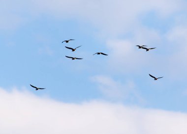 Gökyüzünde uçan bir martı sürüsü .