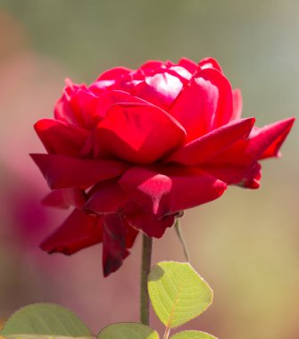 Doğada güzel kırmızı bir gül. Doğadaki parkta.