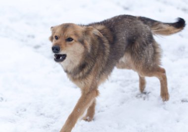 Kışın köpek havlıyor. Doğadaki parkta.