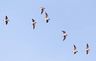 Mavi gökyüzüne karşı bir martı sürüsü .