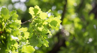 Doğada yeşil meşe yapraklarının yakın plan çekimi