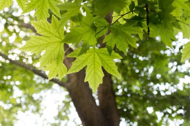 Doğada yeşil akçaağaç yapraklarının yakın plan çekimi.