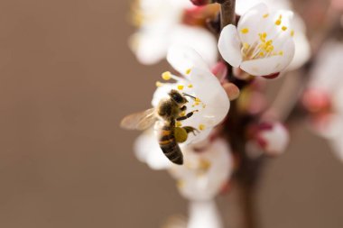 Doğadaki bir çiçeğin üzerindeki arı. makro .