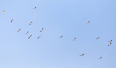 Mavi gökyüzüne karşı bir martı sürüsü .