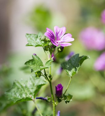 Doğada güzel mor bir çiçek. Doğadaki parkta.