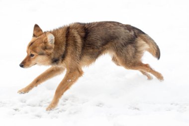 Köpek kışın dışarıda koşuyor. Doğadaki parkta.