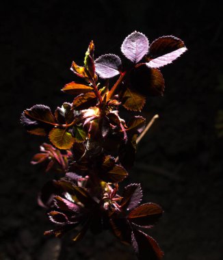 Siyah arkaplanda kırmızı yaprakların yakın plan görüntüsü, makro
