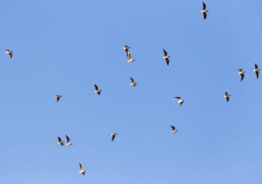 Mavi gökyüzüne karşı bir martı sürüsü .