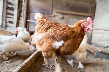 Tavuk çiftliğinin portresi. Doğadaki parkta.