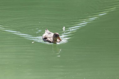 Doğadaki gölde ördek .