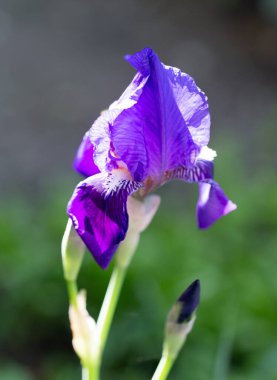 Doğadaki güzel mavi çiçek. Doğadaki parkta.