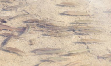 Suyun yüzeyindeki balıklar. .