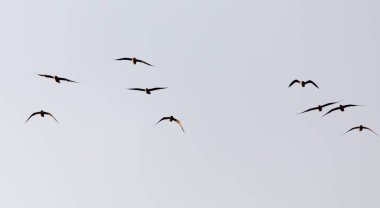 Gün batımında gökyüzünde bir martı sürüsü .