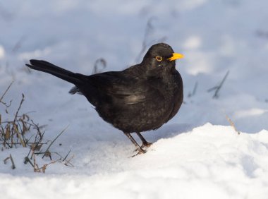 Kışın karlar üzerinde sığırcık. Doğadaki parkta.