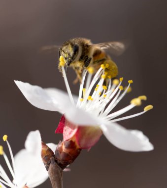 Doğadaki bir çiçeğin üzerindeki arı. makro .