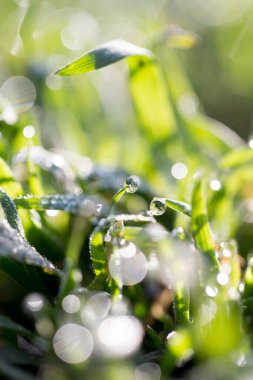 Doğadaki yeşil çimlerin üzerindeki çiy damlaları. makro .