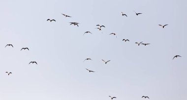 Gün batımında gökyüzünde bir martı sürüsü .