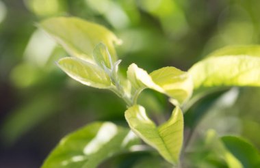 Doğadaki ağaçtaki yeşil yaprakların yakın plan görüntüsü. .