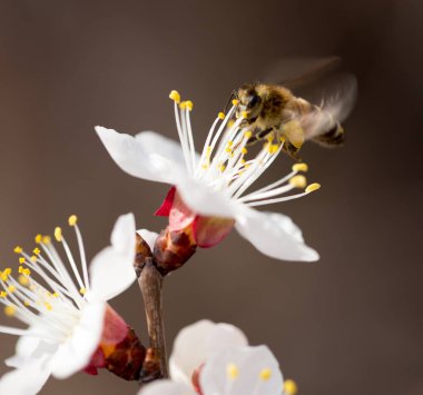 Doğadaki bir çiçeğin üzerindeki arı. makro .