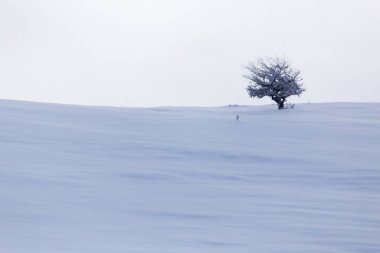 Şafak vakti kardaki ağaç .